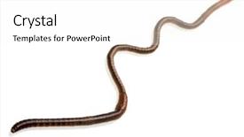  Presentation with earthworm - Presentation theme featuring anellida - earthworm on white background and a white colored foreground