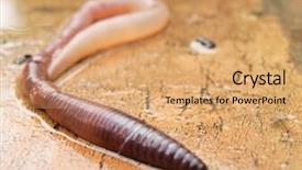  Presentation with earthworm - Cool new theme with fruit salad with fresh fruits on a wooden background backdrop and a mint green colored foreground