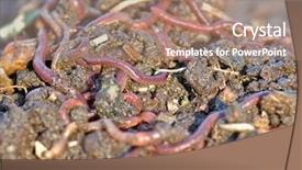  Presentation with compost - Slide set with pile of garden or compost background and a coral colored foreground