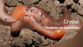 Presentation with worm - Audience pleasing slides consisting of earthworms - macro view of an earth backdrop and a tawny brown colored foreground