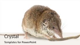  Presentation with earthworm - Slide set featuring earthworms - white-toothed shrew eating an earthworm background and a soft green colored foreground