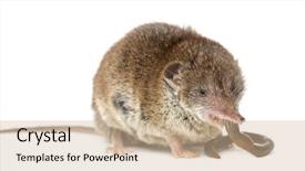  Presentation with earthworm - Slide set with earthworms - white-toothed shrew eating an earthworm background and a soft green colored foreground