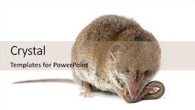  Presentation with earthworm - Audience pleasing PPT theme consisting of earthworms - white-toothed shrew eating an earthworm backdrop and a coral colored foreground