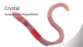  Presentation with worm - Theme having anellida - worm isolated on white background and a pink colored foreground