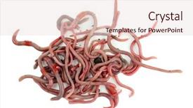  Presentation with parasite nematodes parasitic worms - Slide set consisting of anellida - worms isolated on white background and a sky blue colored foreground