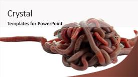  Presentation with history earth globe isolated white - Slide deck with anellida - worms isolated on white background and a white colored foreground