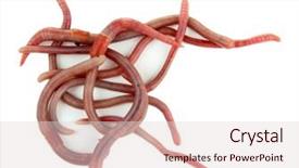  Presentation with parasite nematodes parasitic worms - Colorful slides enhanced with anellida - worms isolated on white backdrop and a lemonade colored foreground