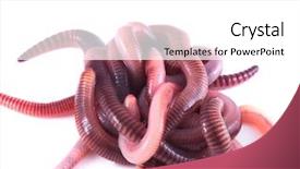  Presentation with earthworms earthworm is a tube - Amazing presentation theme having earthworms backdrop and a white colored foreground