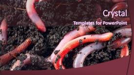  Presentation with earthworms earthworm is a tube - PPT theme consisting of earthworms background and a tawny brown colored foreground