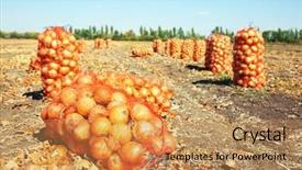  Presentation with earthy - Slide deck consisting of earthy - field with onions in mesh background and a coral colored foreground