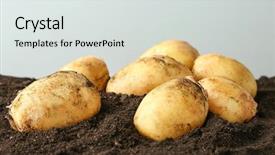  Presentation with group of three young girl - Colorful PPT theme enhanced with earthy - young potatoes on ground backdrop and a light gray colored foreground