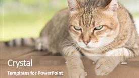  Presentation with cat - Colorful slides enhanced with ease - domestic cat closeup portrait backdrop and a coral colored foreground