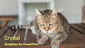  Presentation with domestic hotels - Presentation theme consisting of ease - domestic tabby cat sit background and a  colored foreground