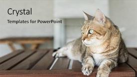  Presentation with cat - Amazing presentation having ease - domestic tabby cat sit backdrop and a light gray colored foreground