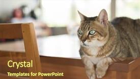  Presentation with homelesness and domestic violence - Audience pleasing presentation consisting of ease - domestic tabby cat sit backdrop and a  colored foreground