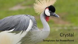  Presentation with crane - Presentation theme having east african crowned crane balearica regulorum background and a violet colored foreground