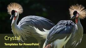  Presentation with crane - Slides consisting of east african crowned crane balearica regulorum gibbericeps also known as the crested crane wildlife animal background and a tawny brown colored foreground