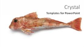  Presentation with atlantic - PPT theme consisting of east-atlantic-tub-gurnard background and a white colored foreground