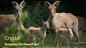  Presentation with wildlife - PPT theme consisting of east-caucasian-tur-capra-caucasica background and a tawny brown colored foreground