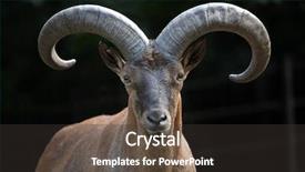  Presentation with wildlife - Beautiful presentation featuring east-caucasian-tur-capra-caucasica backdrop and a dark gray colored foreground