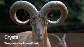  Presentation with animal - Amazing slide set having east-caucasian-tur-capra-caucasica backdrop and a tawny brown colored foreground