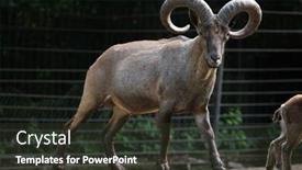  Presentation with animal - Slide set enhanced with east-caucasian-tur-capra-caucasica background and a tawny brown colored foreground