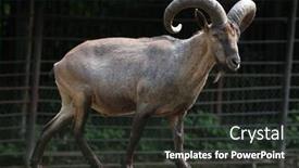  Presentation with wildlife - Colorful theme enhanced with east-caucasian-tur-capra-caucasica backdrop and a dark gray colored foreground