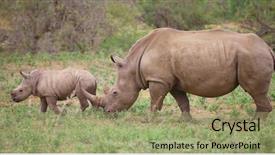  Presentation with kruger - Amazing slide set having east west - baby rhino in kruger national backdrop and a mint green colored foreground