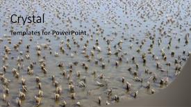  Presentation with carabao in rice field fliwing - PPT theme with east west culture - rice field just after harvesting background and a  colored foreground