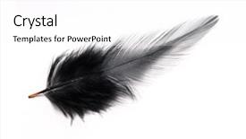  Presentation with feather papyrus - Slide deck consisting of easter angels - large black feather background and a white colored foreground