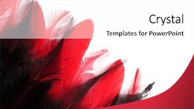  Presentation with feather - Presentation theme having easter angels - large red feather background and a white colored foreground