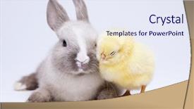  Presentation with animal for kids - Colorful slide set enhanced with easter animal rabbit on chick backdrop and a sky blue colored foreground