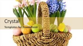  Presentation with chicks - Cool new slide set with easter basket with eggs flower bulbs and chicks backdrop and a gold colored foreground