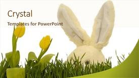  Presentation with hide - PPT theme with easter bunny is playing hide and seek behind tulips and green grass background and a cream colored foreground