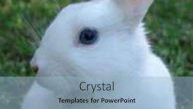  Presentation with white green - PPT theme featuring easter-bunny-portrait-white-rabbit background and a light blue colored foreground