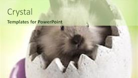  Presentation with bunny - Presentation with easter-bunny-with-egg background and a soft green colored foreground