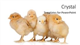  Presentation with yellow - Theme enhanced with easter chick - group of yellow chickens isolated background and a white colored foreground
