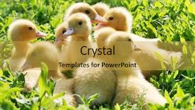  Presentation with grass - Audience pleasing presentation consisting of easter chick - little ducklings walking backdrop and a yellow colored foreground