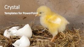  Presentation with eggshell - Audience pleasing PPT theme consisting of easter chick looking at its backdrop and a coral colored foreground