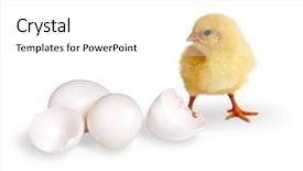  Presentation with broken egg - Audience pleasing presentation theme consisting of easter chick two closed egg backdrop and a white colored foreground