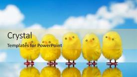  Presentation with chicks - Presentation having easter chicks against sky background background and a yellow colored foreground
