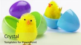  Presentation with chick - Slides enhanced with easter chicks hatching background and a  colored foreground