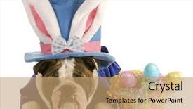 Presentation with white easter lily flowers - Audience pleasing PPT theme consisting of easter dog - english bulldog dressed backdrop and a coral colored foreground