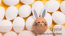  Presentation with bunny - 