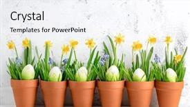  Presentation with daffodil - Slide set enhanced with easter eggs daffodil and grass background and a sky blue colored foreground