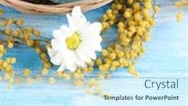  Presentation with easter basket - PPT theme enhanced with easter eggs in basket and mimosa flowers on blue wooden background background and a cool aqua colored foreground