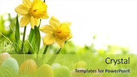  Presentation with daffodil - Amazing presentation theme having easter eggs on meadow backdrop and a yellow colored foreground