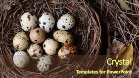  Presentation with bird eggs - Beautiful presentation featuring easter eggs quail a nest backdrop and a tawny brown colored foreground