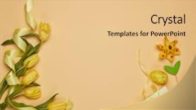  Presentation with gift ribbon - PPT theme enhanced with easter eggs spring tulips flower background and a  colored foreground