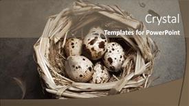  Presentation with quail - Slide deck having easter-gray-background background and a violet colored foreground